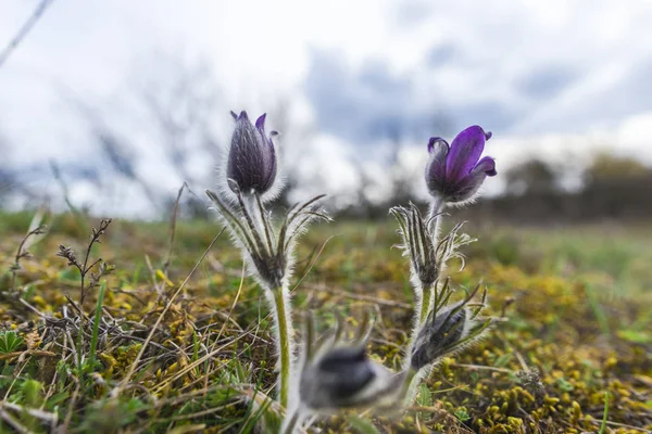 春のフィールドに優しいオキナグサ花 — ストック写真