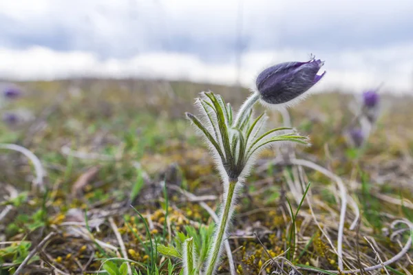 Fleurs Pasques Tendres Sur Champ Printemps — Photo