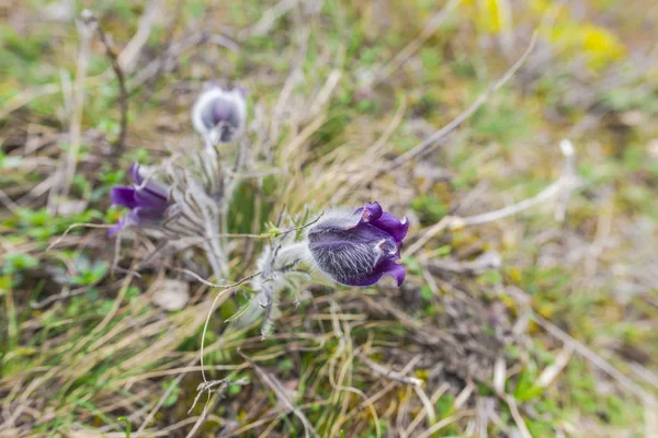 Tender Pasque Bloemen Spring Field — Stockfoto