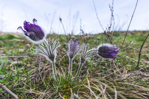 Macro Opname Van Pulsatilla Bloemen Voorjaar Veld — Stockfoto