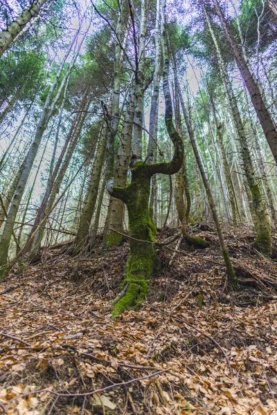 Floresta Com Alta Fortaleza Folhas Secas — Fotografia de Stock