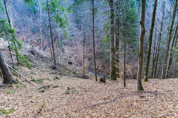 Tall trees in autumn forest