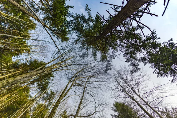 Bottom view of tall trees in forest