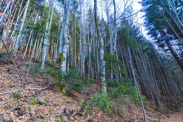 Vysoké Stromy Podzimním Lese — Stock fotografie