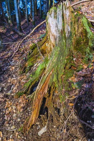 Stump Couvert Mousse Dans Forêt Automnale — Photo