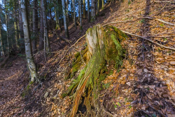 Stump Couvert Mousse Dans Forêt Automnale — Photo