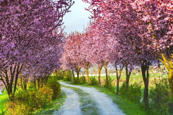 İlkbaharda çiçek açan sakura ağaçları ile Bahçe