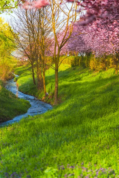 Весной Сад Цветущими Сакурами — стоковое фото