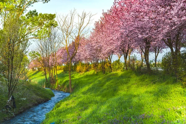 İlkbaharda çiçek açan sakura ağaçları ile Bahçe