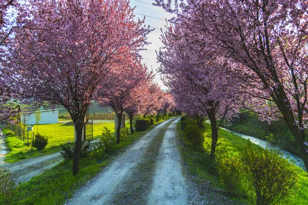 Garden Blooming Sakura Trees Spring — Stock Photo, Image