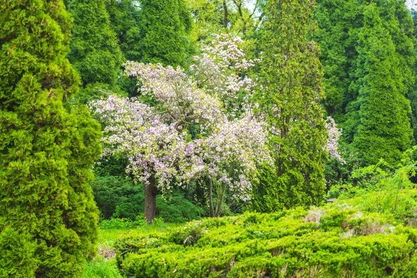 Jarní Park Svěžími Zelenými Stromy — Stock fotografie