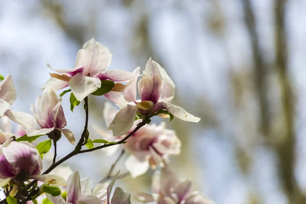 Blooming Flowers Natural Background — Stock Photo, Image