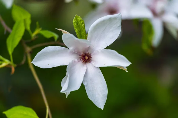 Blühende Blumen Mit Natürlichem Hintergrund — Stockfoto