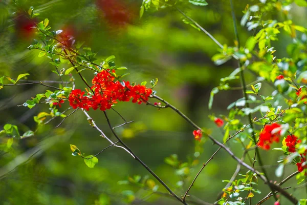 Kırmızı Çiçekli Çiçek Açan Bush — Stok fotoğraf