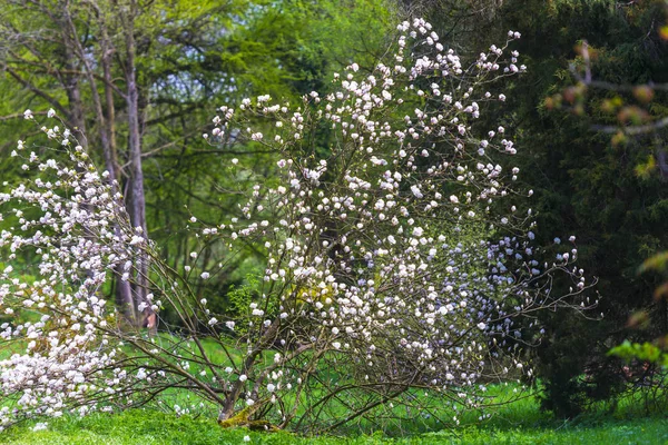 Blühende Blumen Mit Natürlichem Hintergrund — Stockfoto