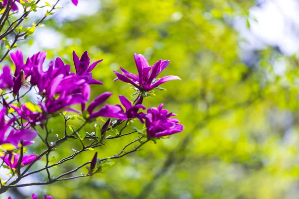 Blooming Flowers Natural Background — Stock Photo, Image