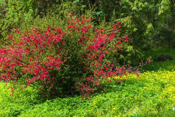 Blommande Blommor Med Naturlig Bakgrund — Stockfoto