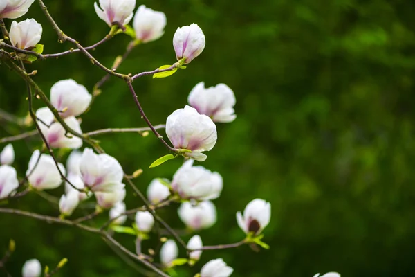 Closeup Blooming Magnolia Tree Springtime — Stock Photo, Image