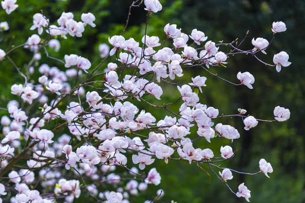 Closeup Blooming Magnolia Tree Springtime — Stock Photo, Image