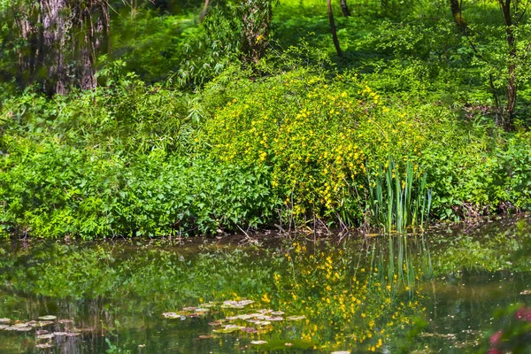 Etrafında yeşil bitkiler ile parkta gölet yakın görünümü