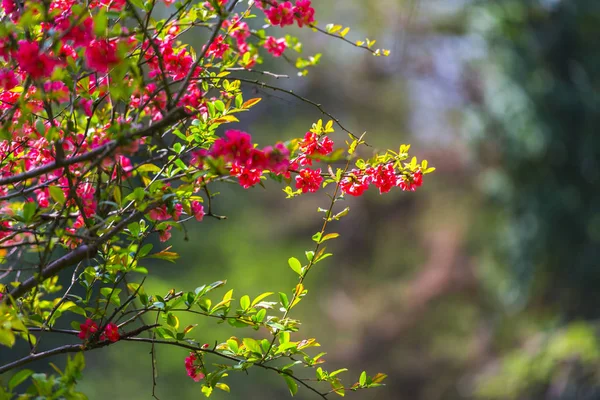 Закрыть Вид Зеленый Горошек Красными Ягодами — стоковое фото