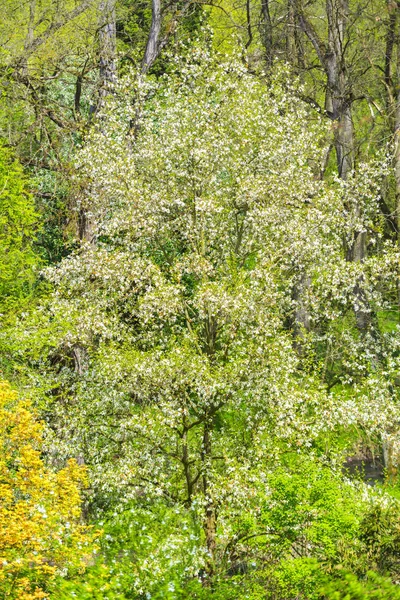 Blommande Träd Vårträdgård — Stockfoto