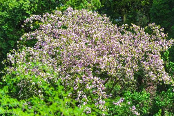 Blühende Bäume Frühlingsgarten — Stockfoto