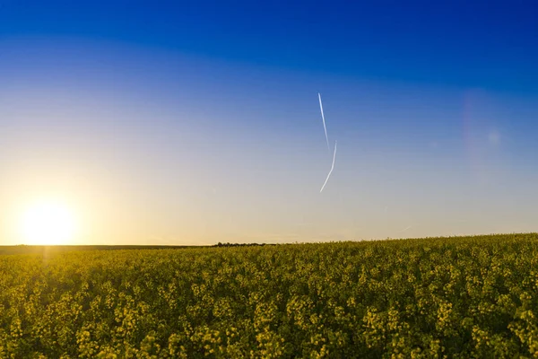 Blooming Rapeseed Field Springtime — Stock Photo, Image