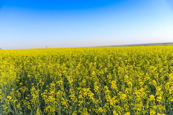 Blooming Rapeseed Field Springtime — Stock Photo, Image
