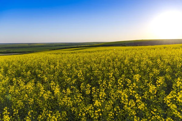 Blomstrende Rapsmark Foråret - Stock-foto