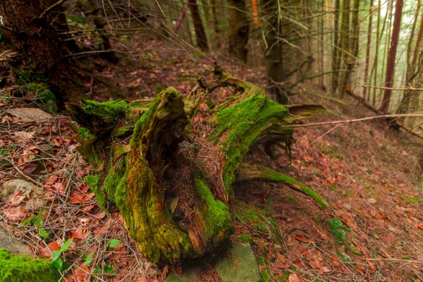 Troncs Arbres Moussus Dans Forêt Avec Des Feuilles Brunes — Photo