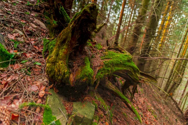 Troncs Arbres Moussus Dans Forêt Avec Des Feuilles Brunes — Photo