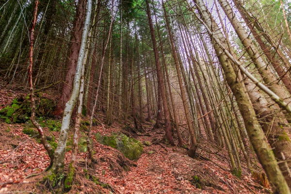 Skog Hösten Med Bruna Löv Marken — Stockfoto