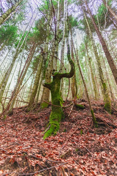 Foresta Autunno Con Foglie Marroni Terra — Foto Stock