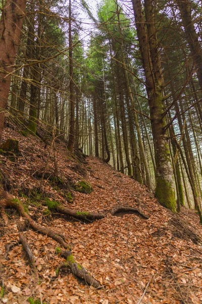 Forêt Avec Feuillage Brun Automne — Photo