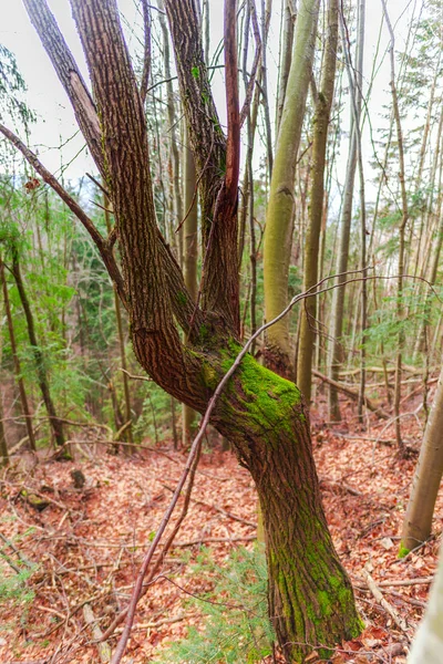 茶色の葉を持つ森の中の苔むしの木 — ストック写真