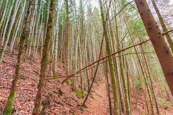 Forêt Avec Feuillage Brun Automne — Photo