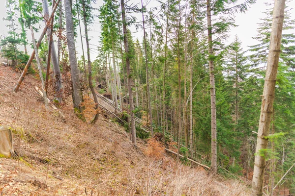 Forêt Automne Avec Des Feuilles Brunes Sur Sol — Photo