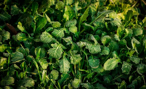 Plantes Couvertes Gouttes Pluie Vue Rapprochée — Photo