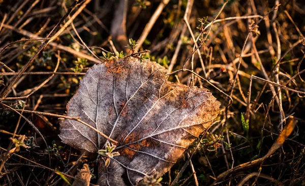 Детали Осеннего Леса Природный Фон — стоковое фото