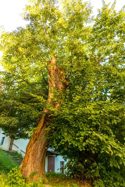 Большое Дерево Дворе Домом Заднем Плане — стоковое фото