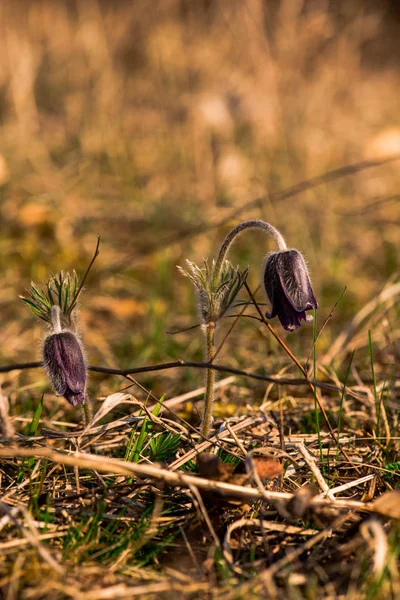Весняні Квіти Серед Висушеної Коричневої Трави — стокове фото