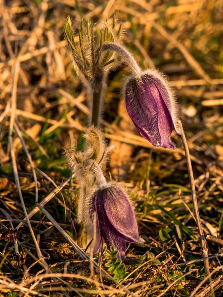 Vue Rapprochée Des Fleurs Pasques Fleurs Début Printemps — Photo