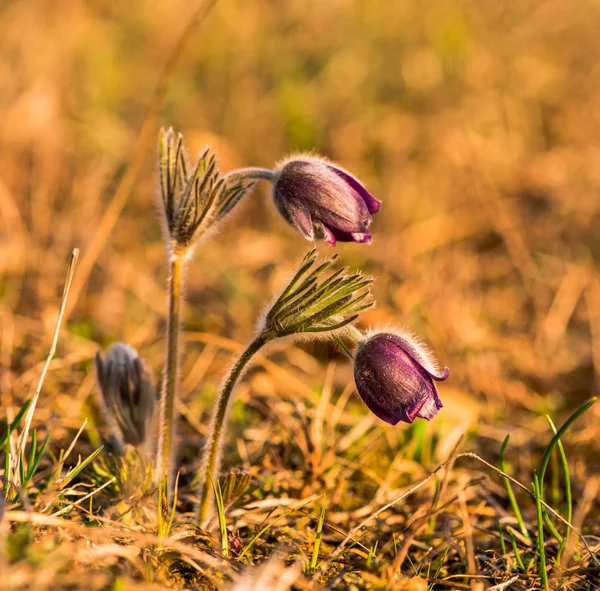 Крупний Вигляд Пасовищних Квітів Ранніх Весняних Квітів — стокове фото