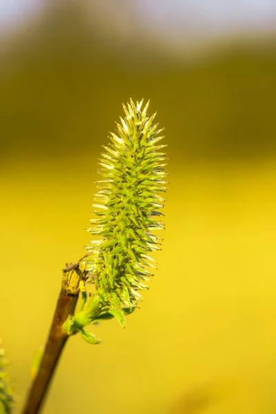 Crop View Fluffy Plant Blurred Background — Stock Photo, Image