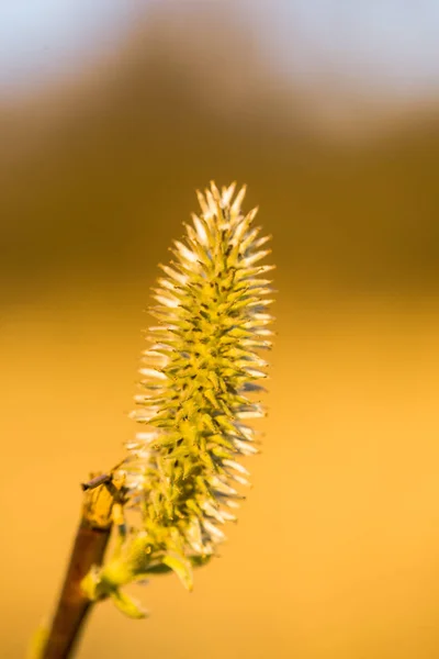 Crop View Fluffy Plant Blurred Background — Stock Photo, Image