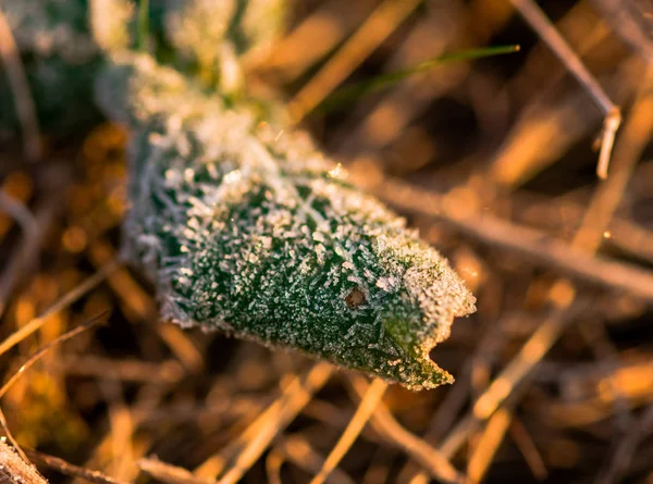 Vista Recortada Plantas Cubiertas Escarcha Suelo —  Fotos de Stock