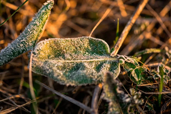 Makroaufnahme Von Pflanzen Die Mit Frost Bedeckt Sind — Stockfoto