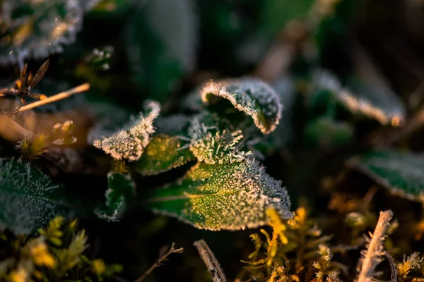 Makro Skott Växter Täckta Med Frost — Stockfoto