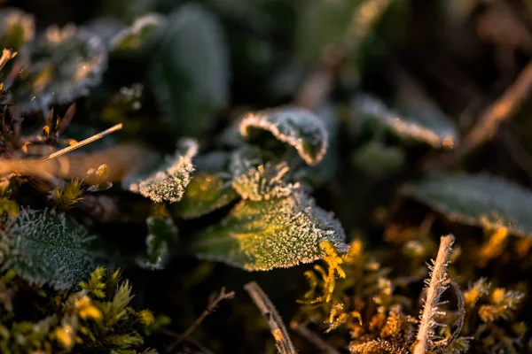 Macro Shot Van Planten Bedekt Met Vorst — Stockfoto